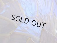 ブルーモルフォ◇青い蝶◇蝶画◇標本◇羽細工◇額入り