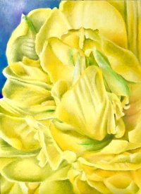 黄色のチューリップ